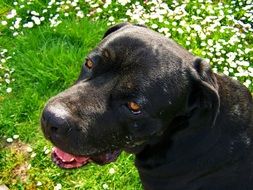 Black Dog with red eyes