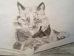 drawing cat drawn in pencil