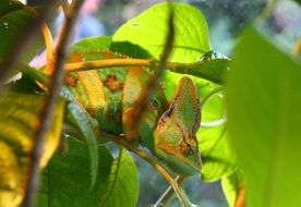 Chameleon Animal