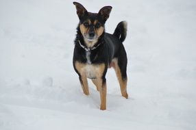 black terrier on the snow