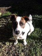 fox terrier is sitting on green grass