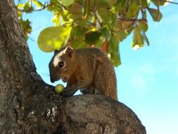 Bali squirrel in the wild