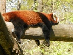 red panda on a tree in the sunlight on a blurred background