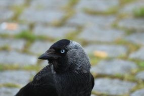 portrait of a black crow