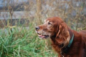 Irish Setter on green grass