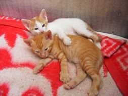 Two kittens lying on a bed