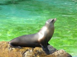 sea lion on a stone near the water