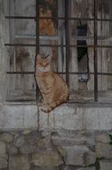 sitting cute red cat