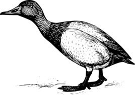 duck, Standing Bird, drawing
