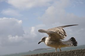 Seagull in Cloud sky portrait