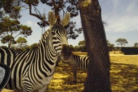 Beautiful Zebra