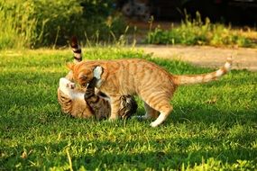 playful domestic cats on the meadow