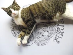 the cat lies on the logo drawing