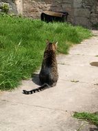 Domestic cat on ground