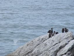 birds on big stones near the water