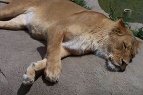 beautiful Lioness sleep