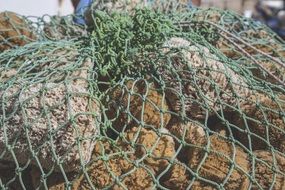 sea sponge in net