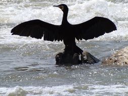 cormorant splashing in the water