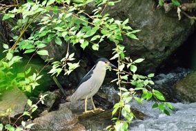 night heron is a marsh bird