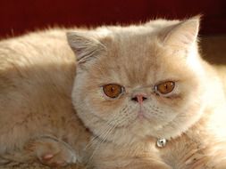 exotic persian cat with brown eyes