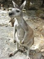 Australia Kangaroo