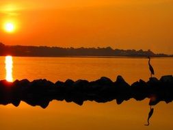 Heron is looking at sunset