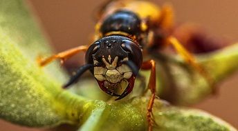Hornet on the plant close-up on blurred background
