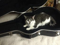 cat in a case for a guitar