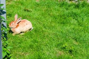 Cute Hare is on a meadow