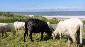 Sheep herd Grazing on Dune at sea