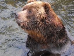 brown bear swims in the river