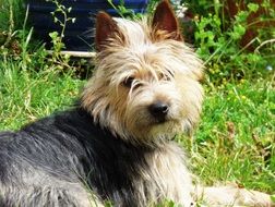 yorkshire terrier hybrid lies in the garden