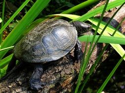 turtle on a tree trunk with green leaves