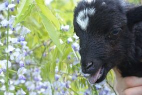 Young black and white Lamb