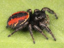 Female Jumping Spider, macro
