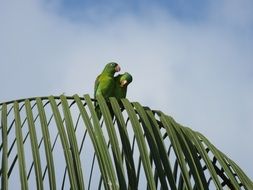 two green parrots on a palm branch