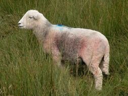 sheep in a green meadow close up