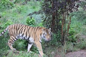 carnivorous tiger in the wild