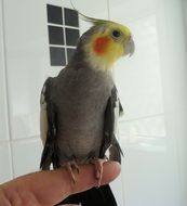 parrot on finger close up