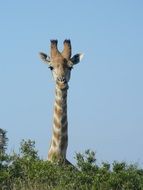 giraffe in green bushes