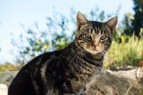 Cat Animal with Green Eyes