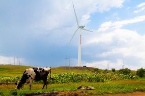 a cow eating grass near a windmill