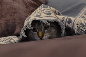 Cat looking from beneath carpet