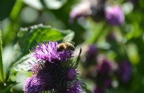 bee collects nectar on a violet flower