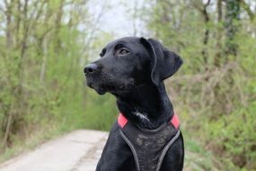 portrait of a pride black labrador