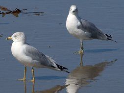 Colorful, beautiful and cute Gulls Birds in the water