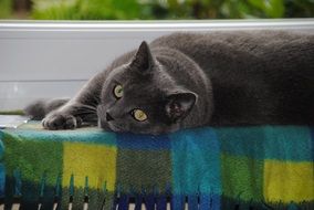 gray domestic cat on a bench