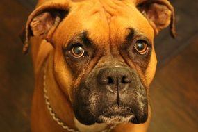 portrait of a purebred bulldog