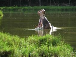 Hippo with open mouth in water, Kenya, samburu ,