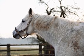 white horse in a paddock on a farm